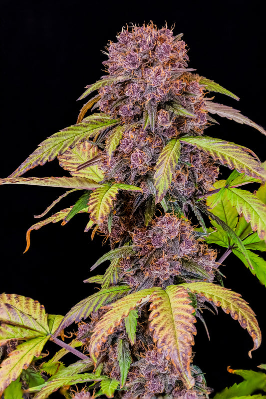 LEMON CHERRY COOKIES AUTO STRAIN