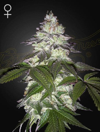 MILKY DREAMZ: MOTHER'S MILK X PERSIAN PIE STRAIN