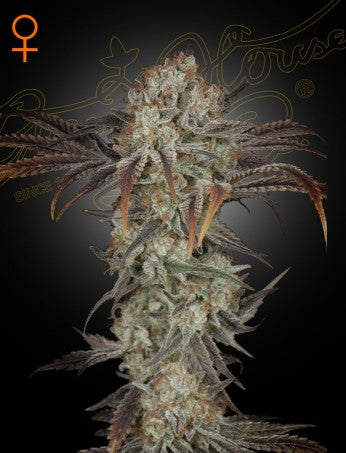 MONEY MAKER: ORIGINAL MASTER KUSH X HINDU KUSH X SKUNK STRAIN