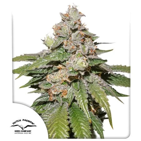 MOKUMS TULIP AUTO STRAIN