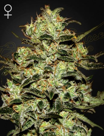 MOBY DICK: HAZE X WHITE WIDOW STRAIN