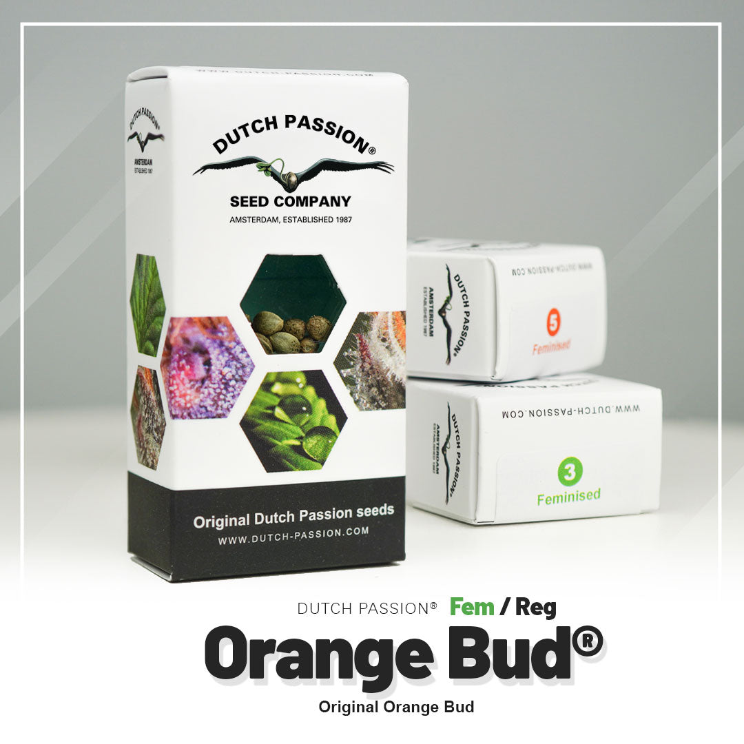 ORANGE BUD STRAIN