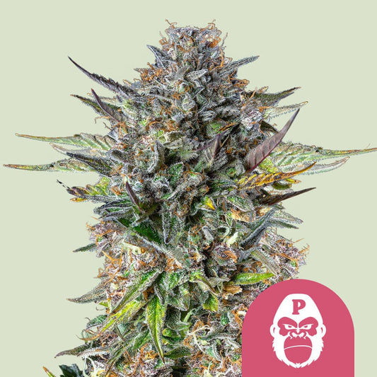 PINK GORILLA STRAIN