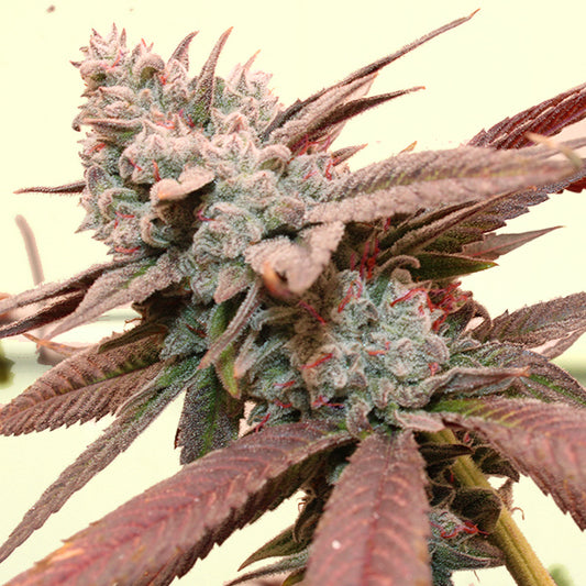 SO FRESA STRAIN