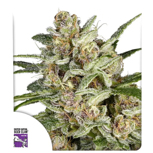 SUPER MAD SKY FLOATER STRAIN