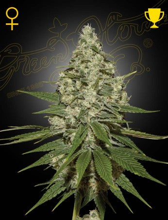 SUPER LEMON HAZE: LEMON SKUNK X SUPER SILVER HAZE STRAIN