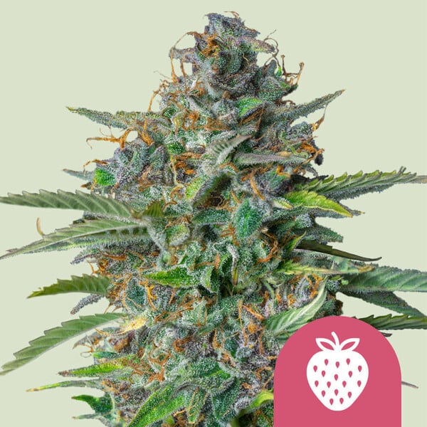 STRAWBERRY COUGH STRAIN