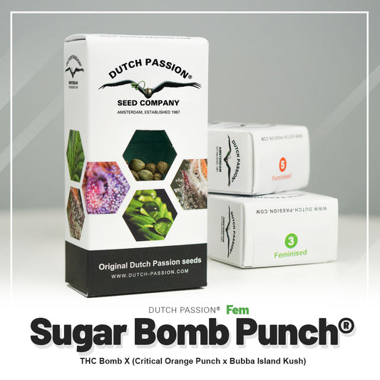 SUGAR BOMB PUNCH STRAIN