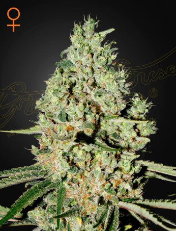 SUPER CRITICAL: BIG BUD X SKUNK X WHITE WIDOW STRAIN