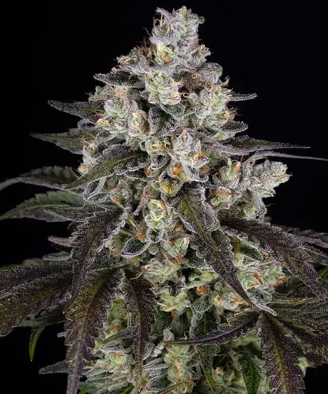 TRAINWRECK STRAIN