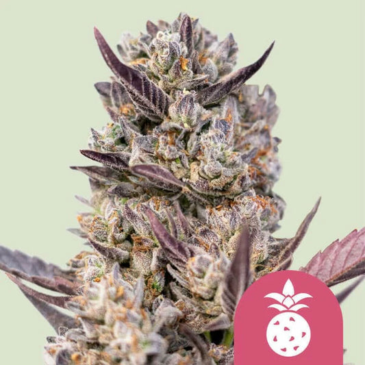 TROPICANA COOKIES PURPLE STRAIN