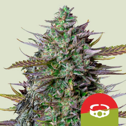 GOAT'LATO AUTO STRAIN