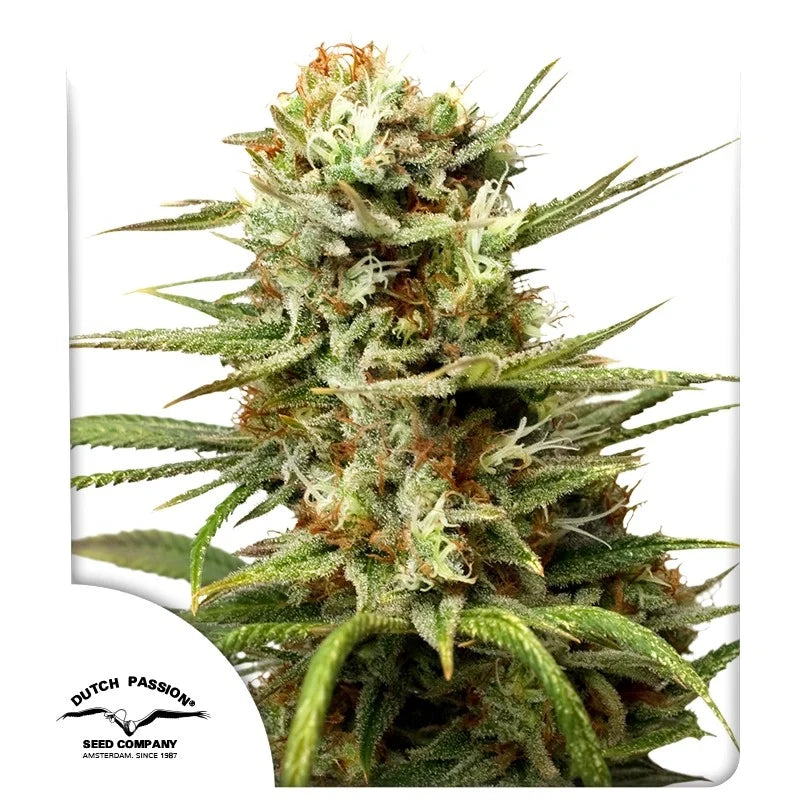 WHITE WIDOW AUTO STRAIN