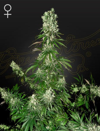 WHITE STRAWBERRY SKUNK: SWISS ERDBEER STRAIN