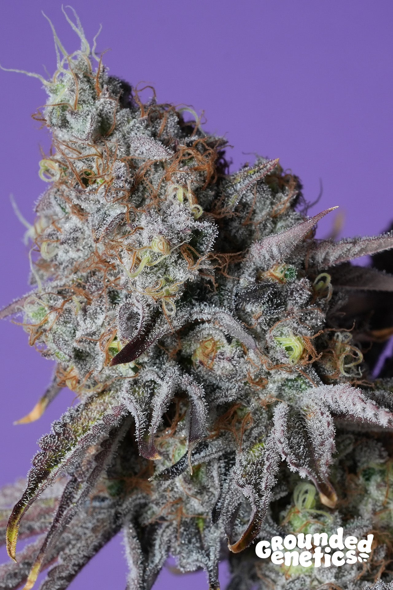 ZERBERRY (ZUNAMI X RS11) STRAIN