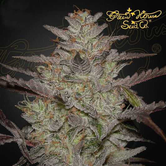ALIENZ ALIENZ X WATERMELON AUTO STRAIN - SeedySide