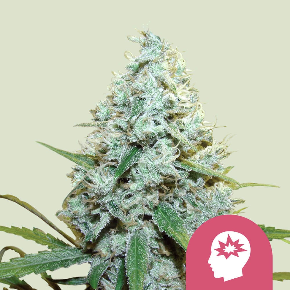AMG STRAIN - SeedySide