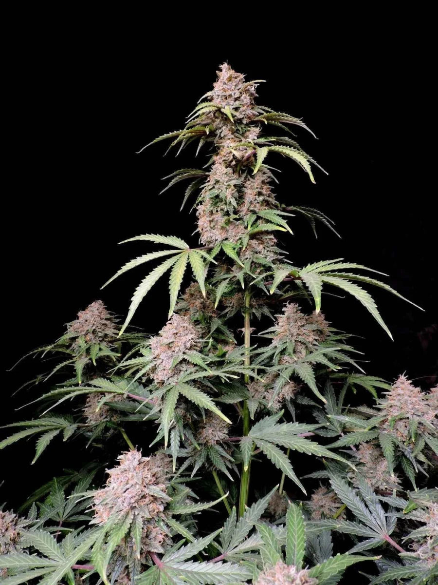 AMNESIA ZKITTLEZ AUTO STRAIN - SeedySide