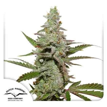 AMSTERDAM AMNESIA STRAIN - SeedySide