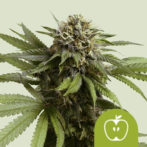 APPLE FRITTER STRAIN