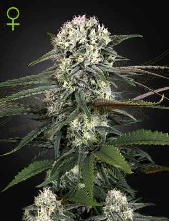 AUTO - BOMB: GREEN - O - MATIC X BIG BANG AUTO STRAIN - SeedySide