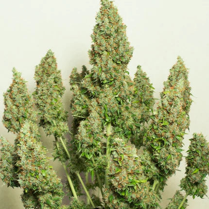 MAZAR AUTO STRAIN