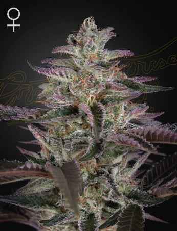 BANANA KRUMBLE: BANANA PUNCH X OG KUSH STRAIN - SeedySide