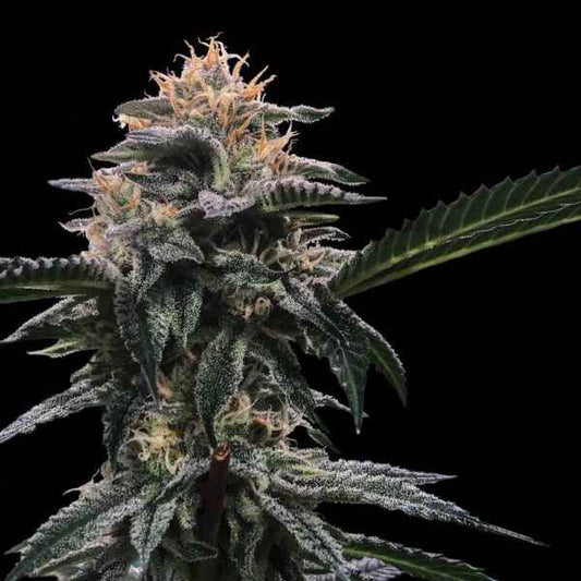 BANANA SORBET STRAIN - SeedySide