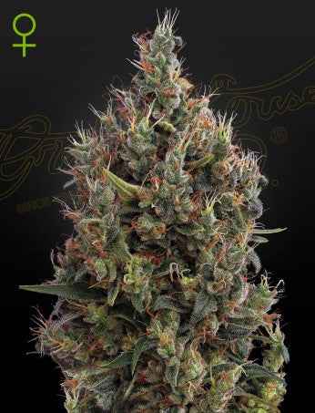 BIG BANG AUTO STRAIN - SeedySide
