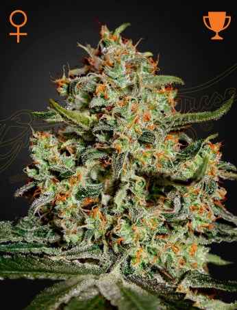 BIG BANG: SKUNK X NORTHERN LIGHT X EL NINO STRAIN - SeedySide