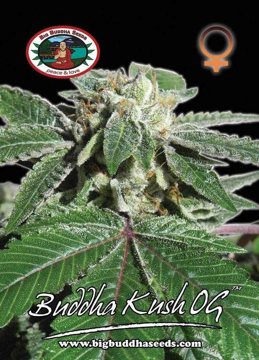 BIG BUDDHA: BIG BUDDHA KUSH OG - SeedySide