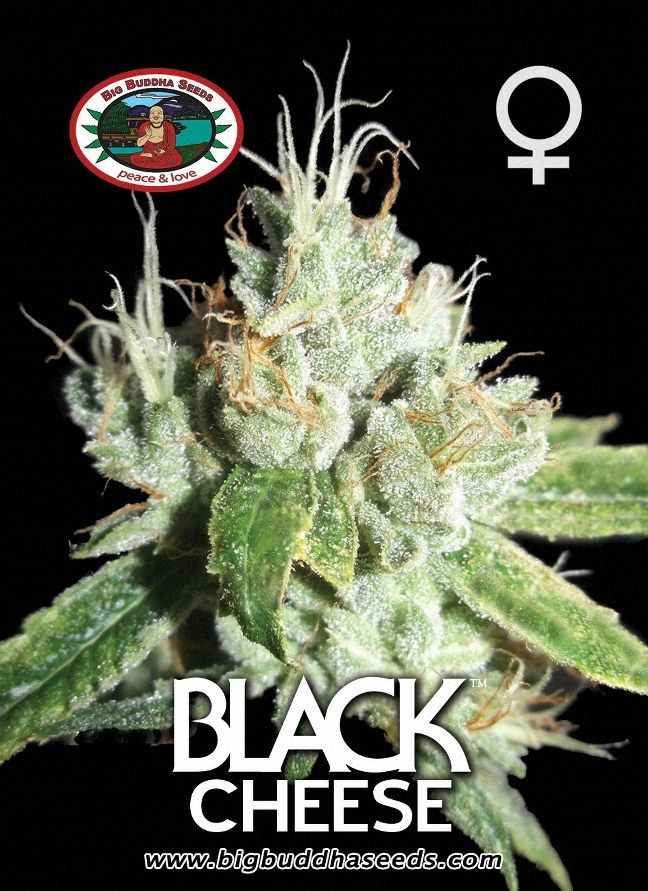 BIG BUDDHA: BLACK CHEESE - SeedySide