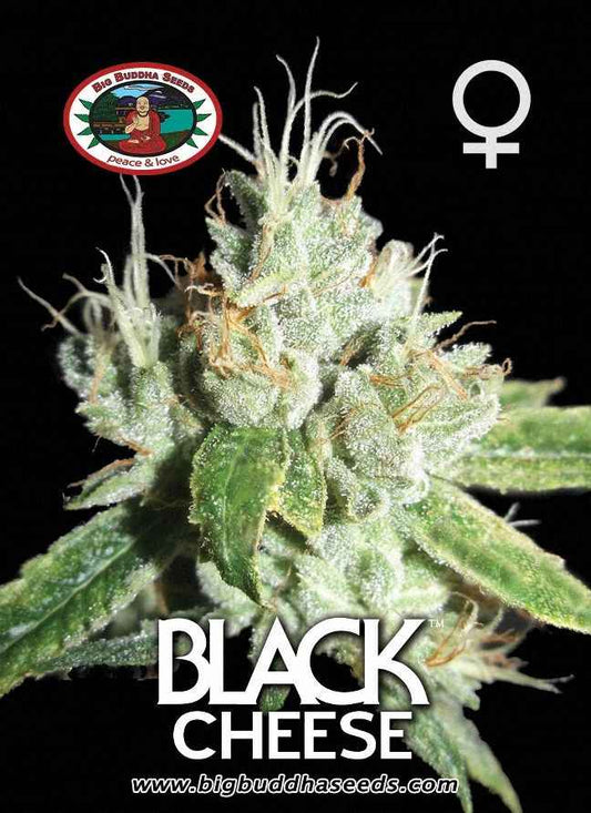 BIG BUDDHA: BLACK CHEESE - SeedySide