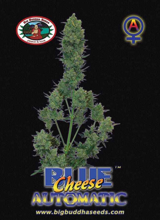 BIG BUDDHA: BLUE CHEESE AUTO - SeedySide