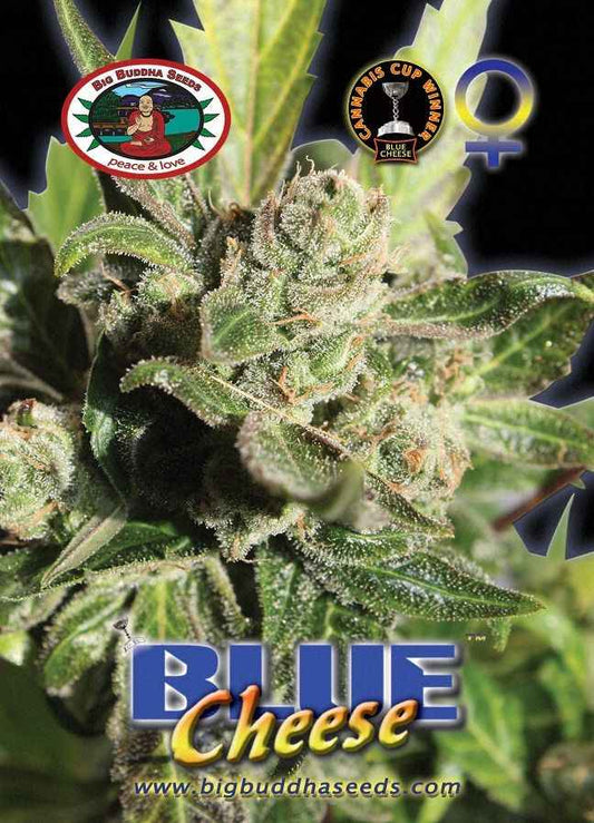 BIG BUDDHA: BLUE CHEESE - SeedySide
