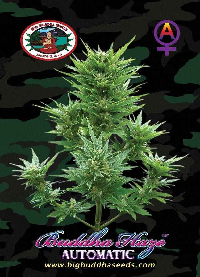 BIG BUDDHA: BUDDHA HAZE AUTO - SeedySide