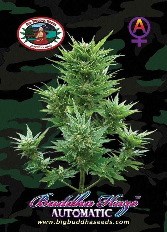 BIG BUDDHA: BUDDHA HAZE AUTO - SeedySide