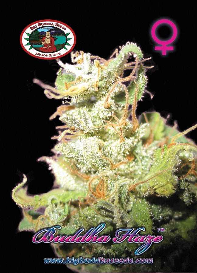 BIG BUDDHA: BUDDHA HAZE - SeedySide