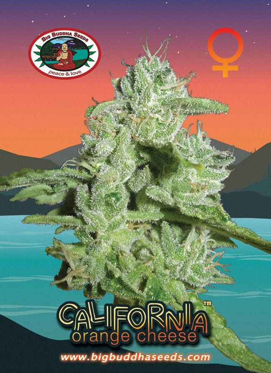 BIG BUDDHA: CALIFORNIA ORANGE CHEESE - SeedySide