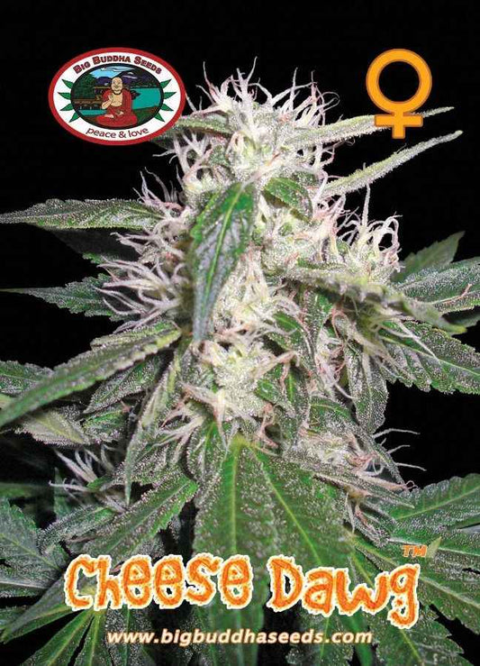 BIG BUDDHA: CHEESE DAWG - SeedySide