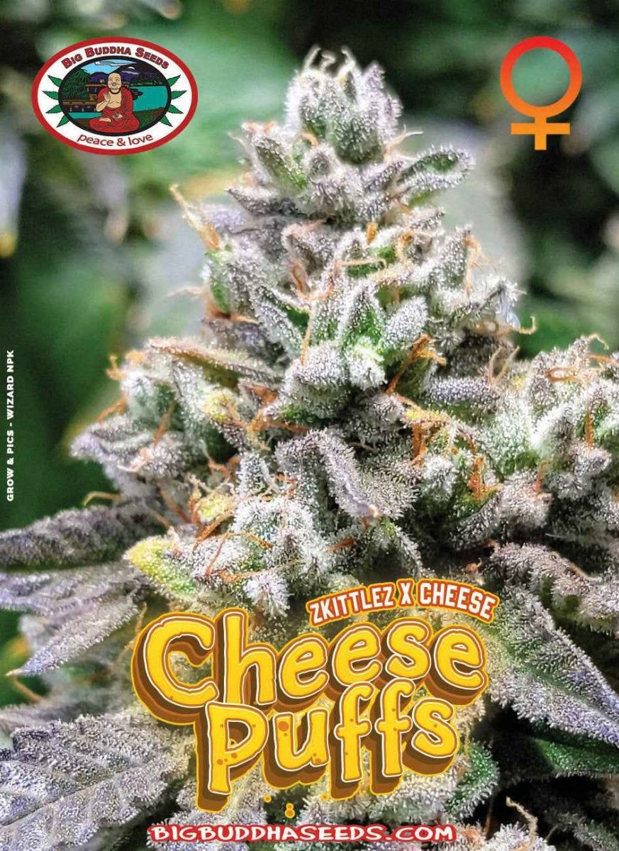 BIG BUDDHA: CHEESE PUFFS - SeedySide
