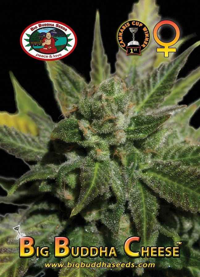 BIG BUDDHA: CHEESE - SeedySide