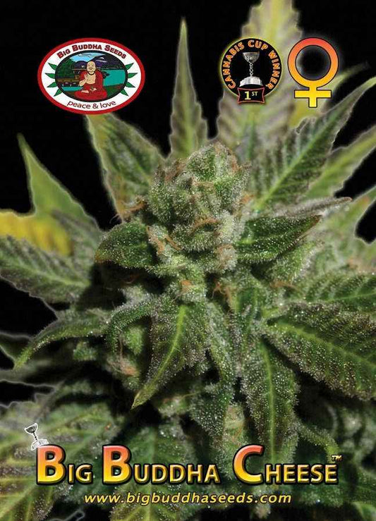 BIG BUDDHA: CHEESE - SeedySide
