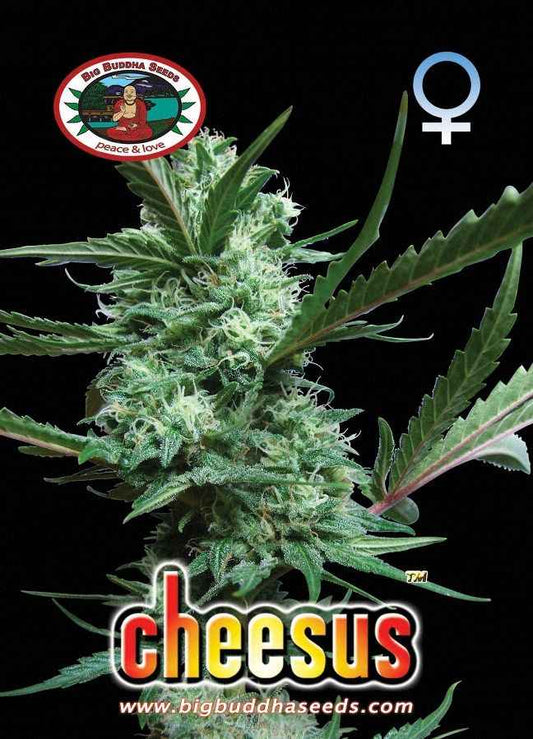 BIG BUDDHA: CHEESUS - SeedySide