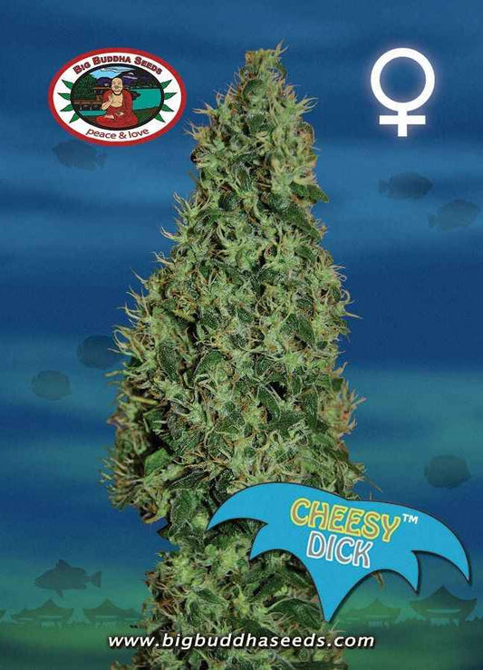 BIG BUDDHA: CHEESY DICK - SeedySide