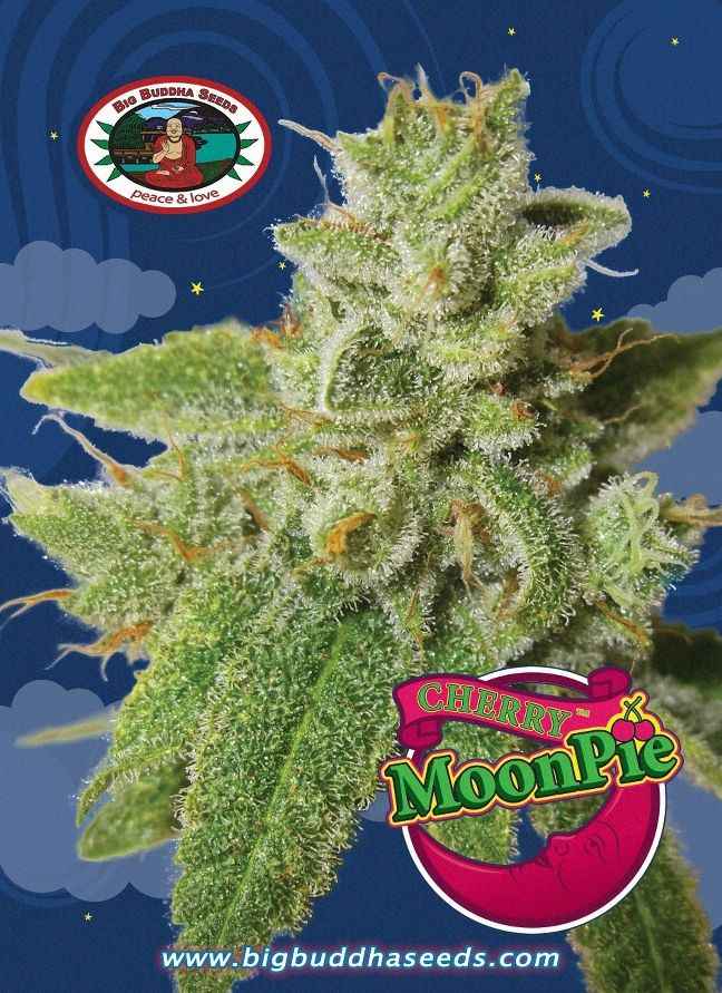 BIG BUDDHA: CHERRY MOON PIE - SeedySide
