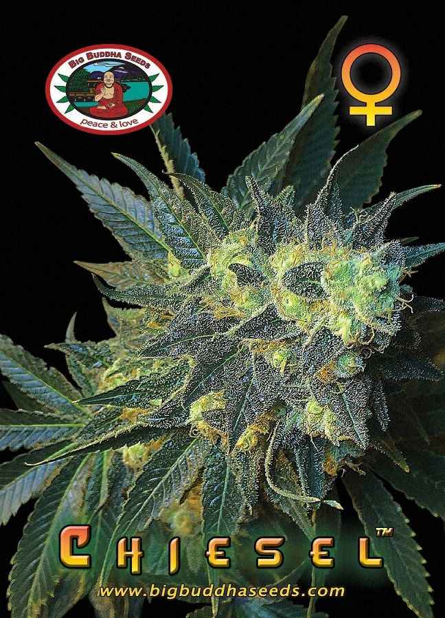BIG BUDDHA: CHIESEL - SeedySide