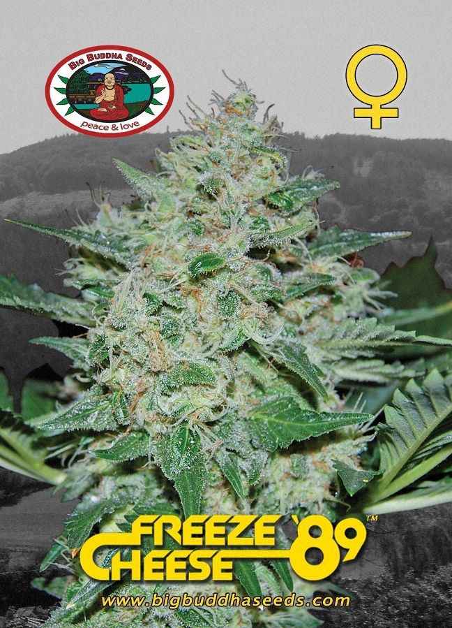 BIG BUDDHA: FREEZE CHEESE 89 - SeedySide