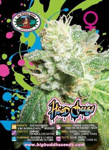 BIG BUDDHA: HEAD CHEESE - SeedySide