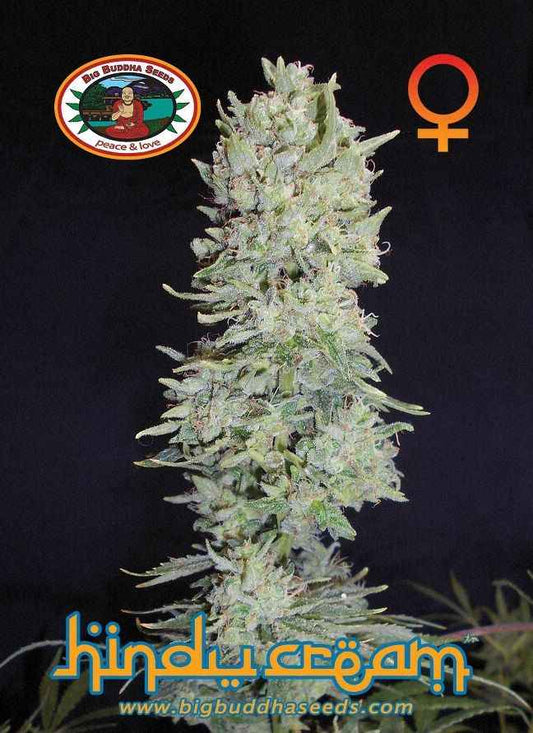 BIG BUDDHA: HINDU CREAM - SeedySide